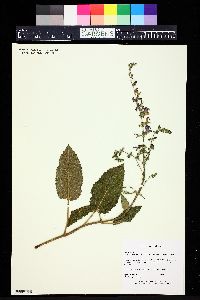 Salvia transsylvanica image