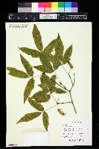 Acer triflorum image