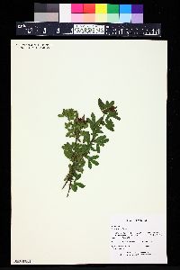 Cytisus hirsutus image