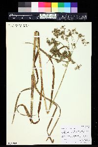 Scirpus microcarpus image