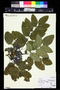 Mahonia repens image