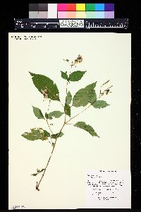 Impatiens bicolor image