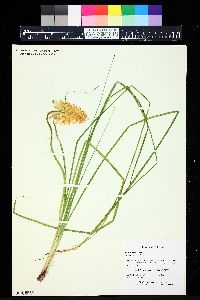 Kniphofia ensifolia image