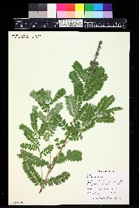 Amorpha canescens image