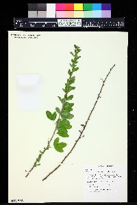 Chamaecytisus ratisbonensis image