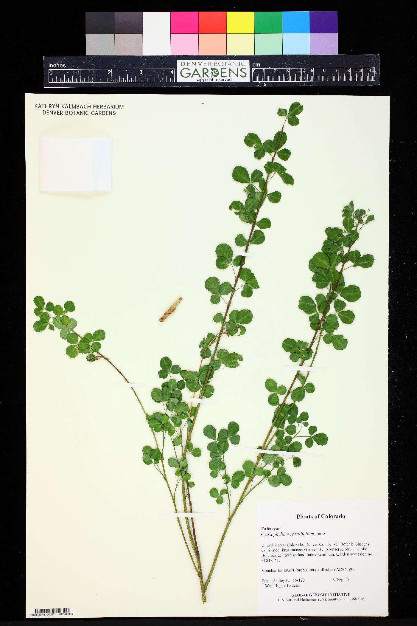 Cytisophyllum sessilifolium image