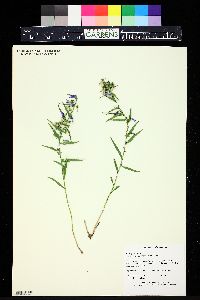 Campanula tommasiniana image