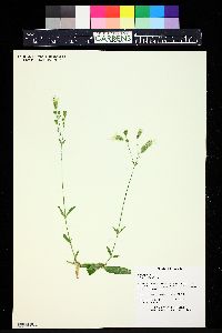Silene uniflora image