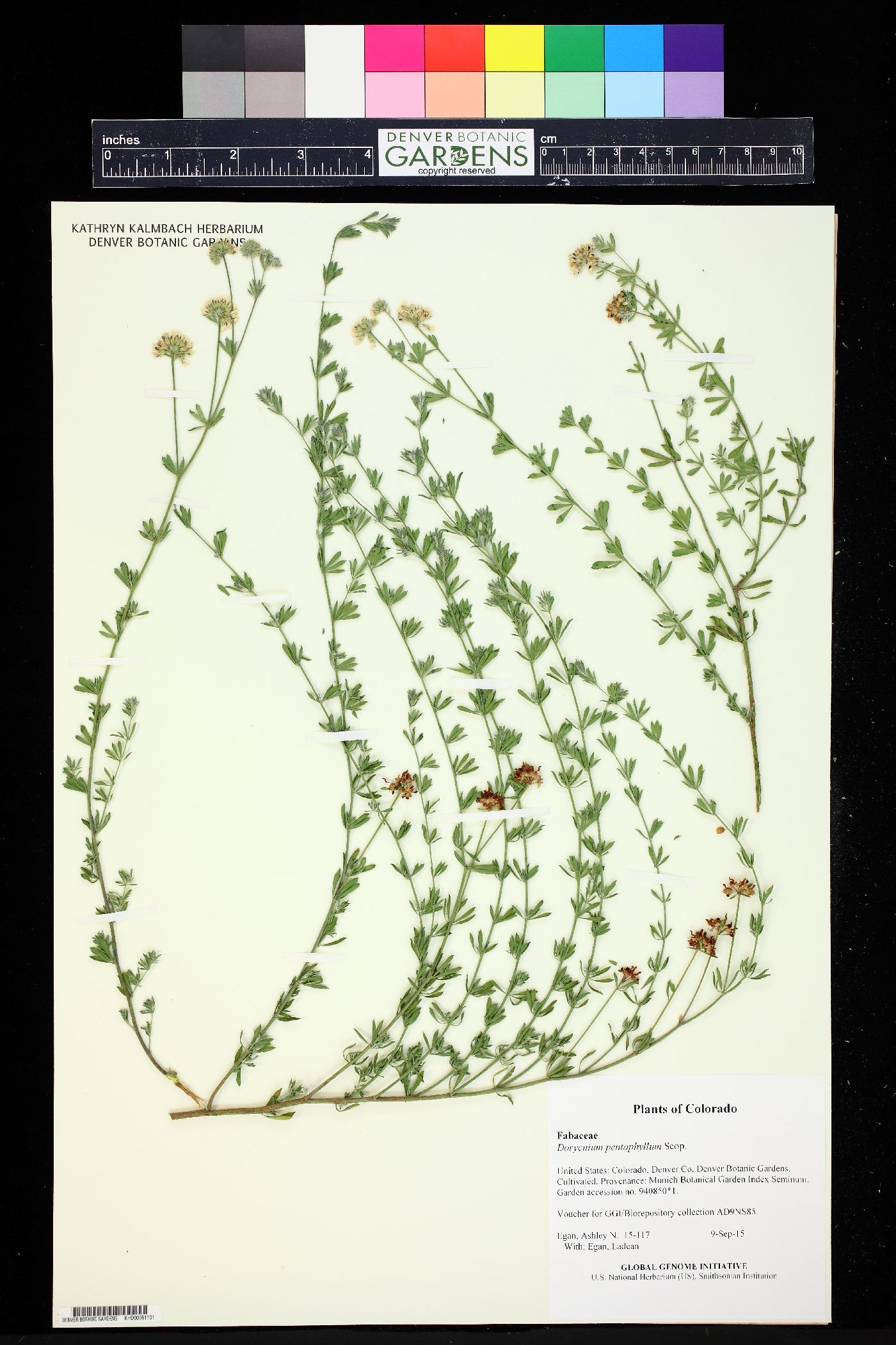 Dorycnium pentaphyllum subsp. germanicum image