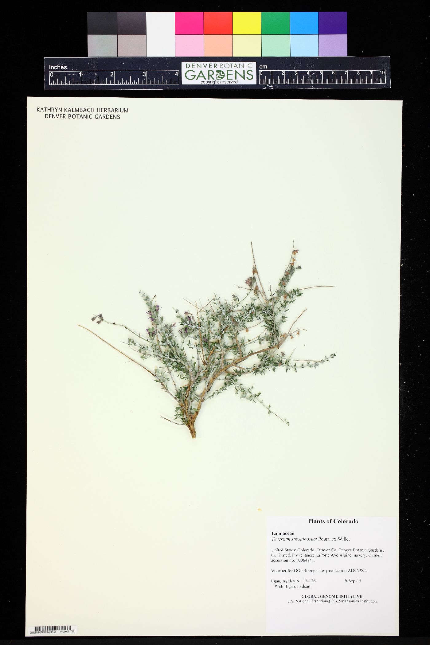 Teucrium subspinosum image