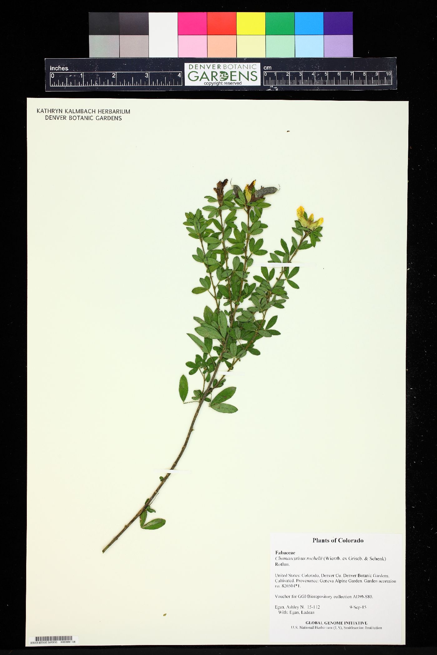 Cytisus austriacus image