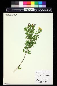 Cytisus austriacus var. rochelii image