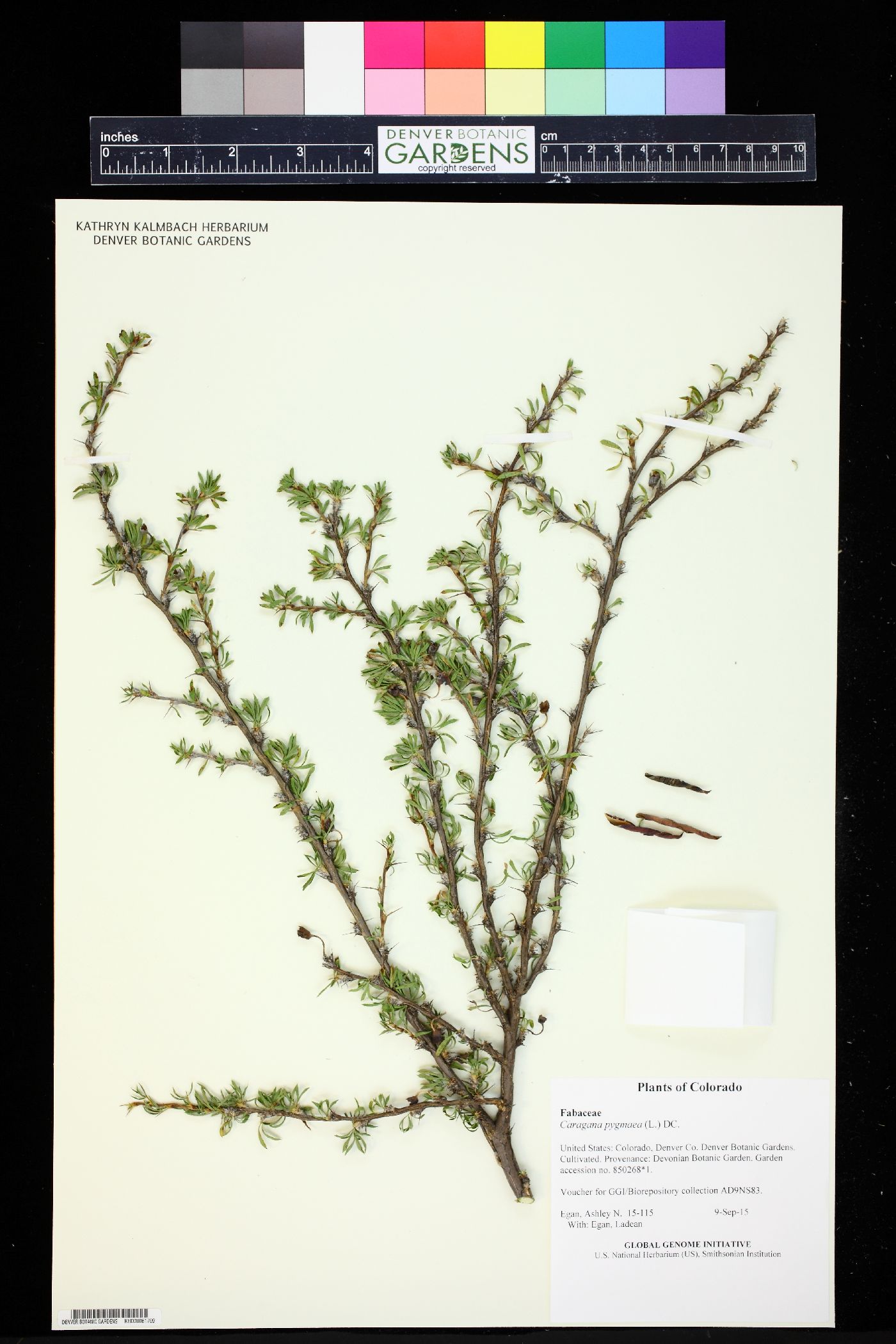 Caragana pygmaea image