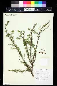 Caragana pygmaea image