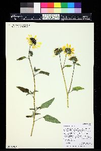 Helianthus petiolaris image