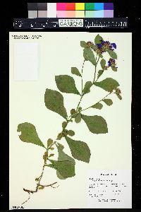 Ceratostigma plumbaginoides image