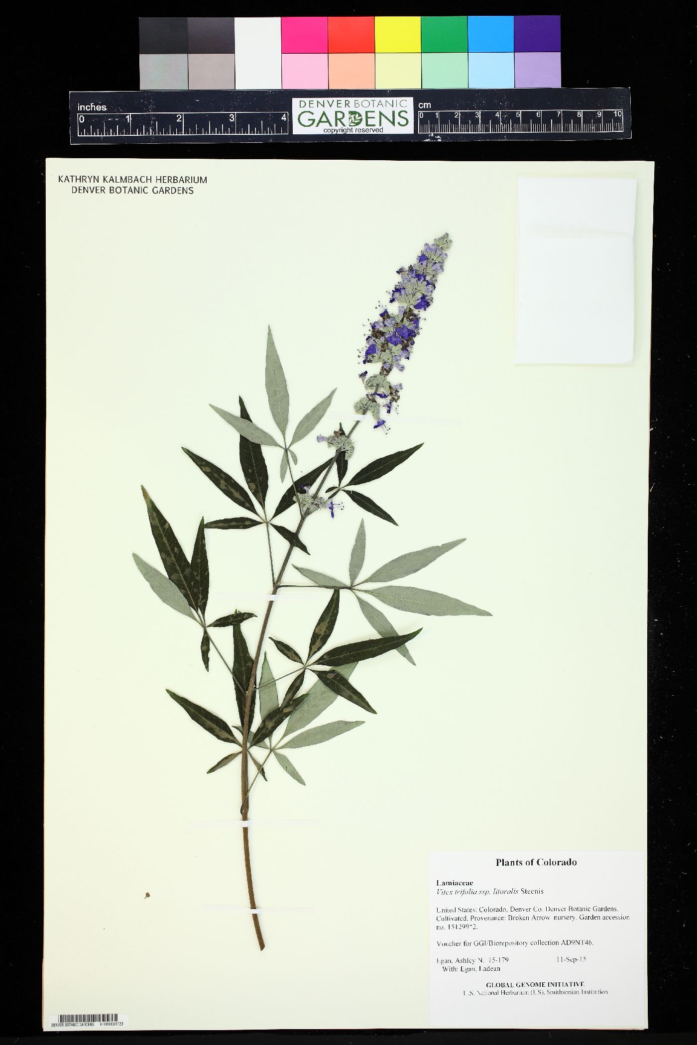 Vitex trifolia subsp. litoralis image