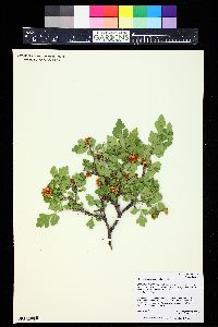 Rhus trilobata image