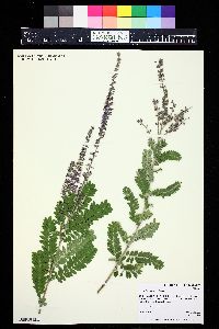 Amorpha canescens image