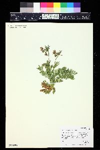 Erythrocoma triflora image