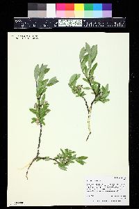 Salix brachycarpa image