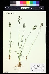 Poa cusickii subsp. epilis image