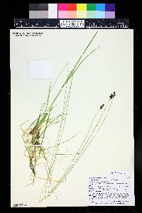 Carex stevenii image