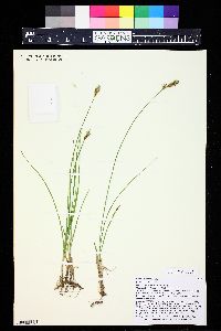 Carex siccata image