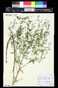 Pediomelum tenuiflorum image