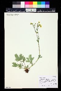 Potentilla gracilis image