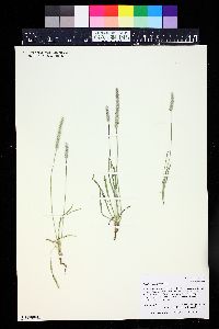 Plantago patagonica image