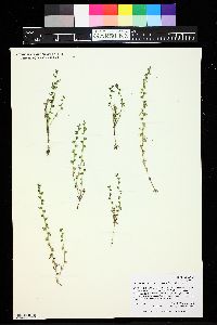 Veronica peregrina subsp. xalapensis image