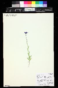 Campanula parryi image