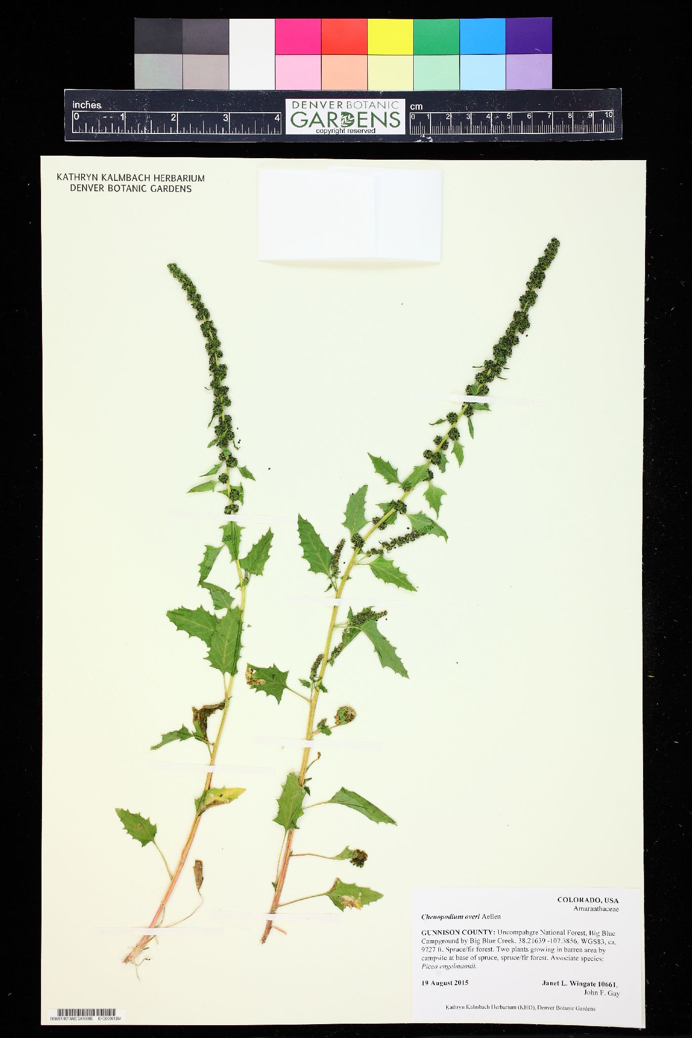 Chenopodium virgatum image