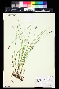 Carex praegracilis image