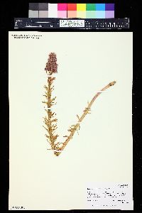 Rhodiola rhodantha image