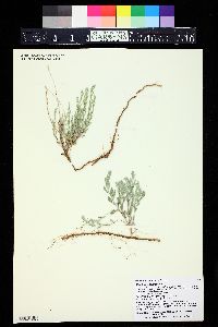 Evolvulus nuttallianus image