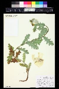 Argemone polyanthemos image