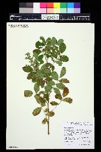 Rosa arkansana image