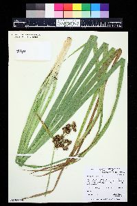 Scirpus pallidus image