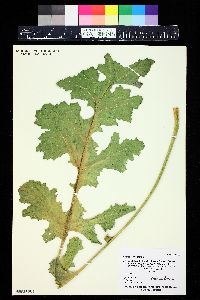 Crambe orientalis image