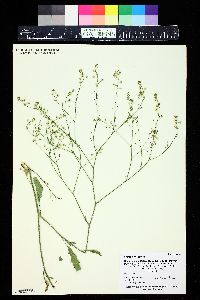 Crambe orientalis image