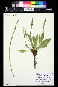 Plantago eriopoda image