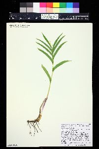 Maianthemum racemosum subsp. amplexicaule image