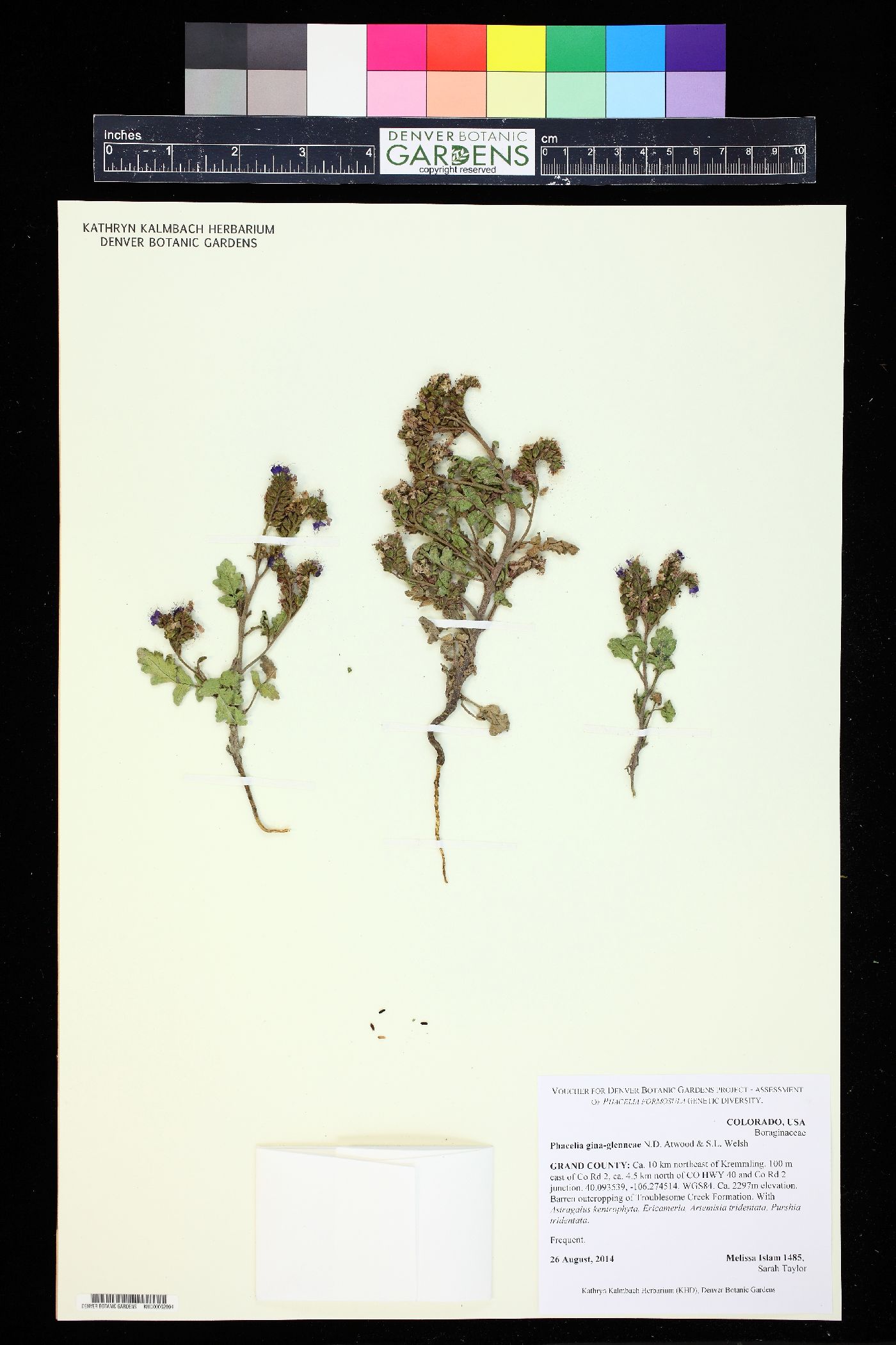 Phacelia gina-glenneae image