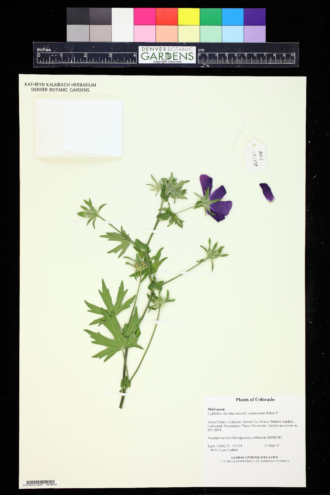 Callirhoe involucrata var. tenuissima image