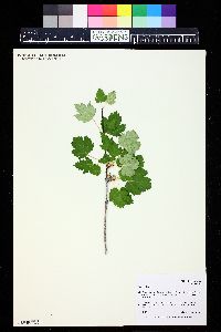 Acer glabrum image