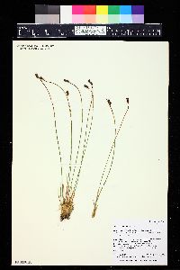 Juncus drummondii image