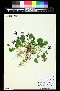 Viola odorata image