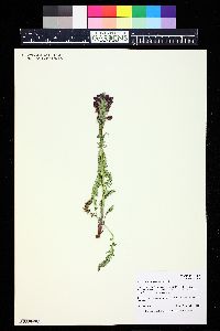 Pedicularis cystopteridifolia image